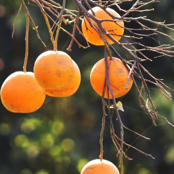 Bitter oranges ripening on the tree