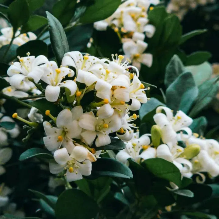 Orange blossom in flower