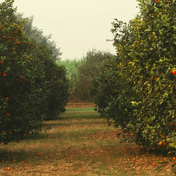 Rows of orange trees in an orchard